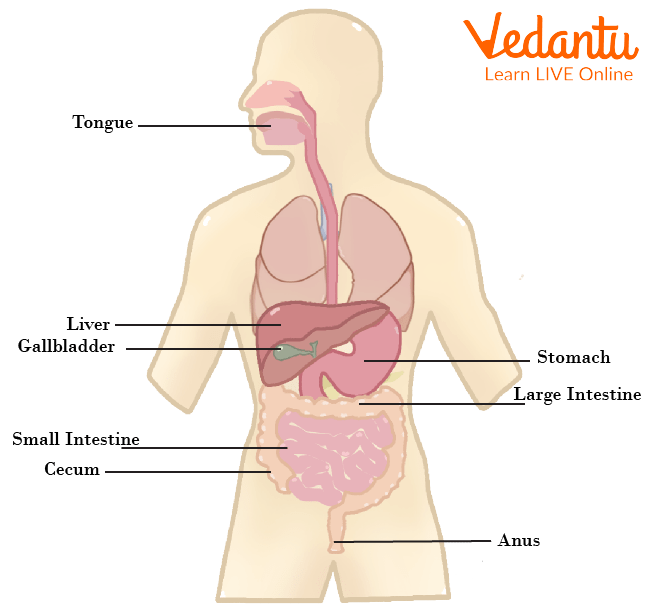 The Digestive System