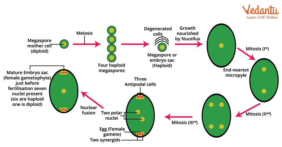 Megasporogenesis Diagram