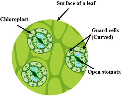 Open Stomata