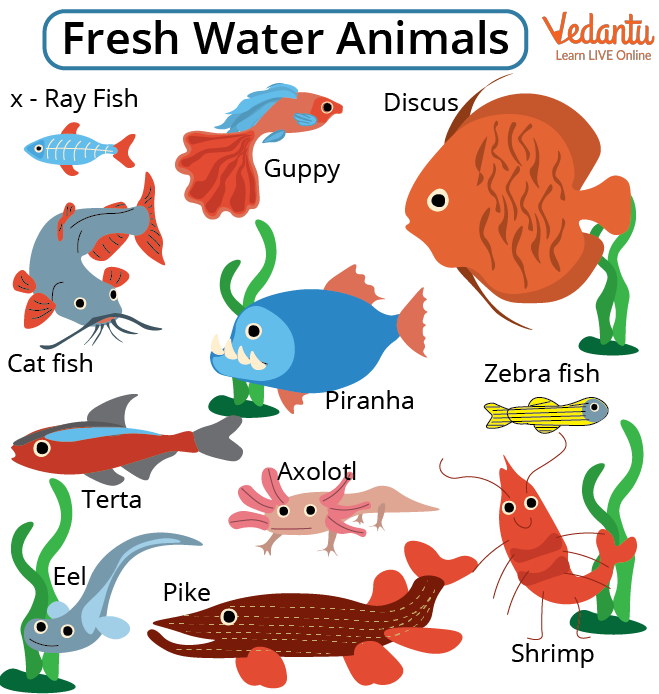 List of Freshwater Animals - Learn with Examples for Kids
