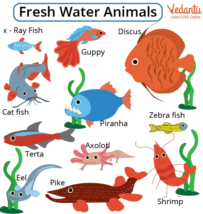 Freshwater Animals