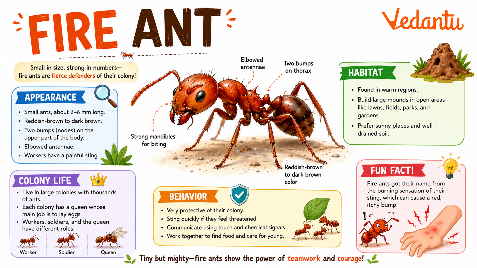 Fire Ant