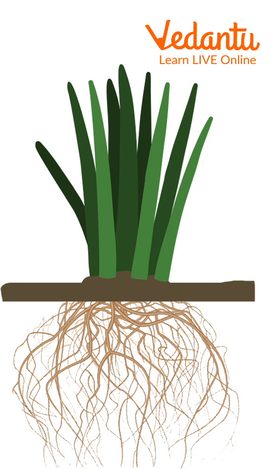 Fibrous Root