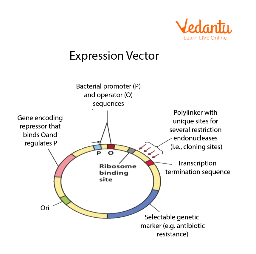 Cloning Vector and Expression Vector | Learn Important Terms and Concepts
