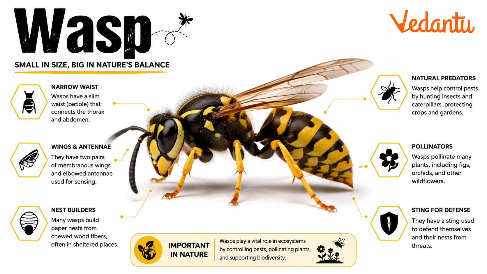 Wasp insect with yellow and black body and transparent wings