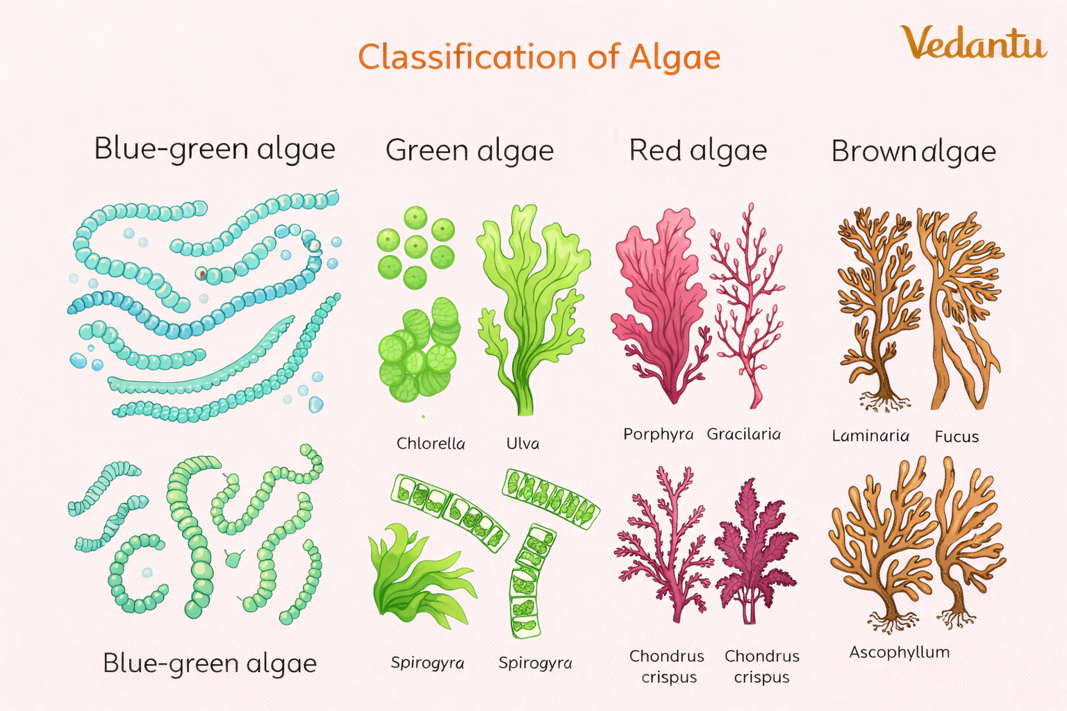 Algae diagram: classification of algae