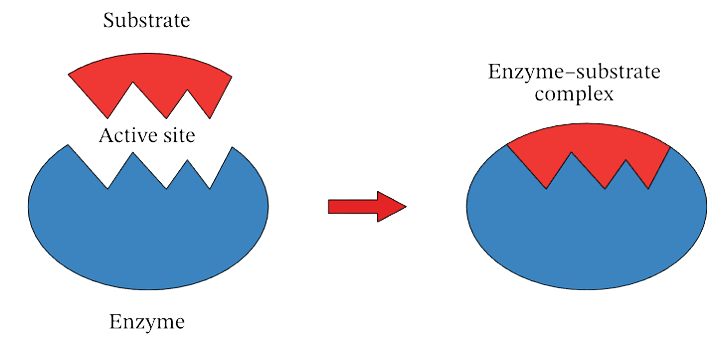 Enzyme <a href='https://www.vedantu.com/chemistry/catalysis'>catalysis</a> depicting association of substrate with active site of enzyme