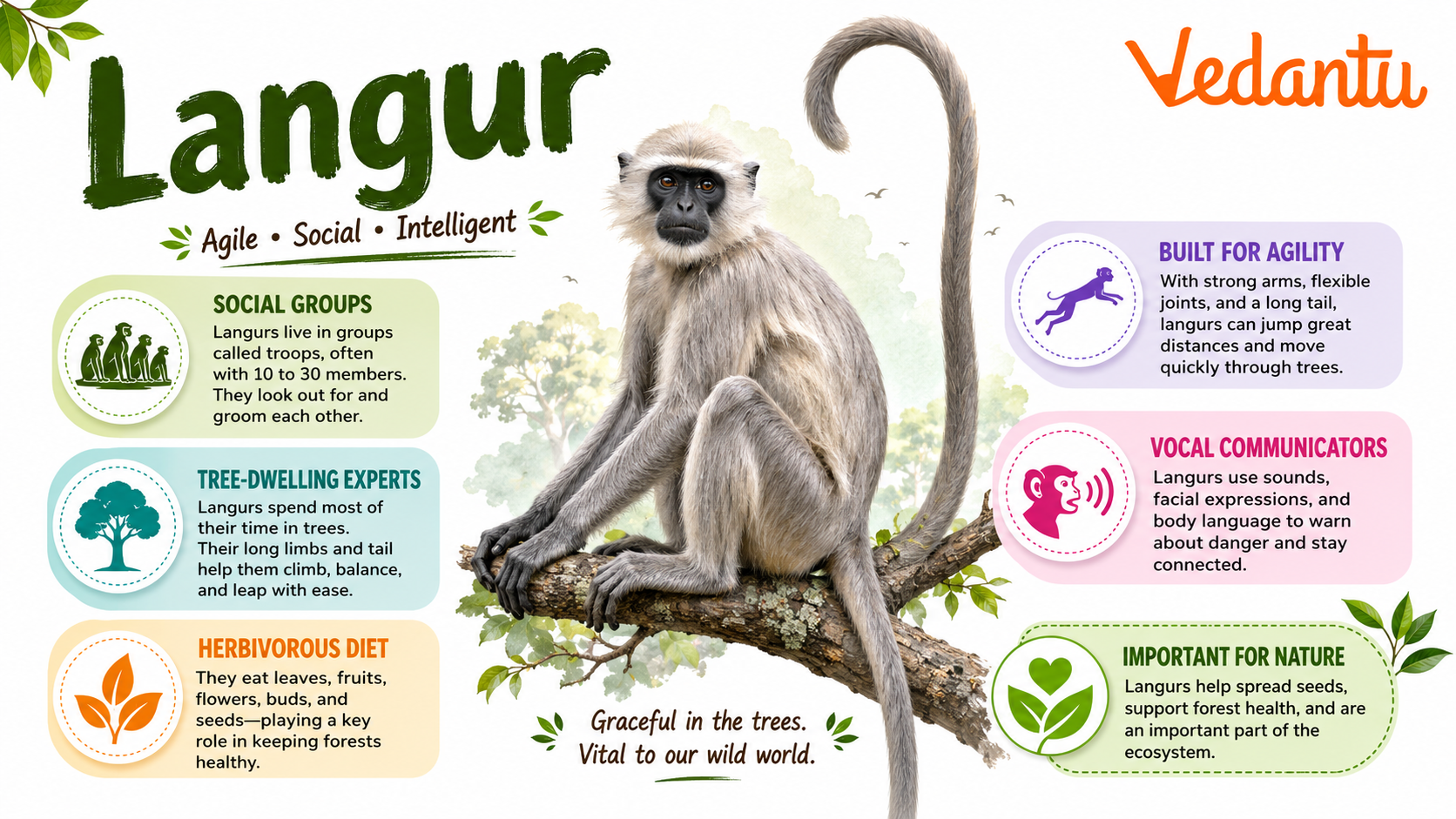 Langur monkey sitting with long tail and black face