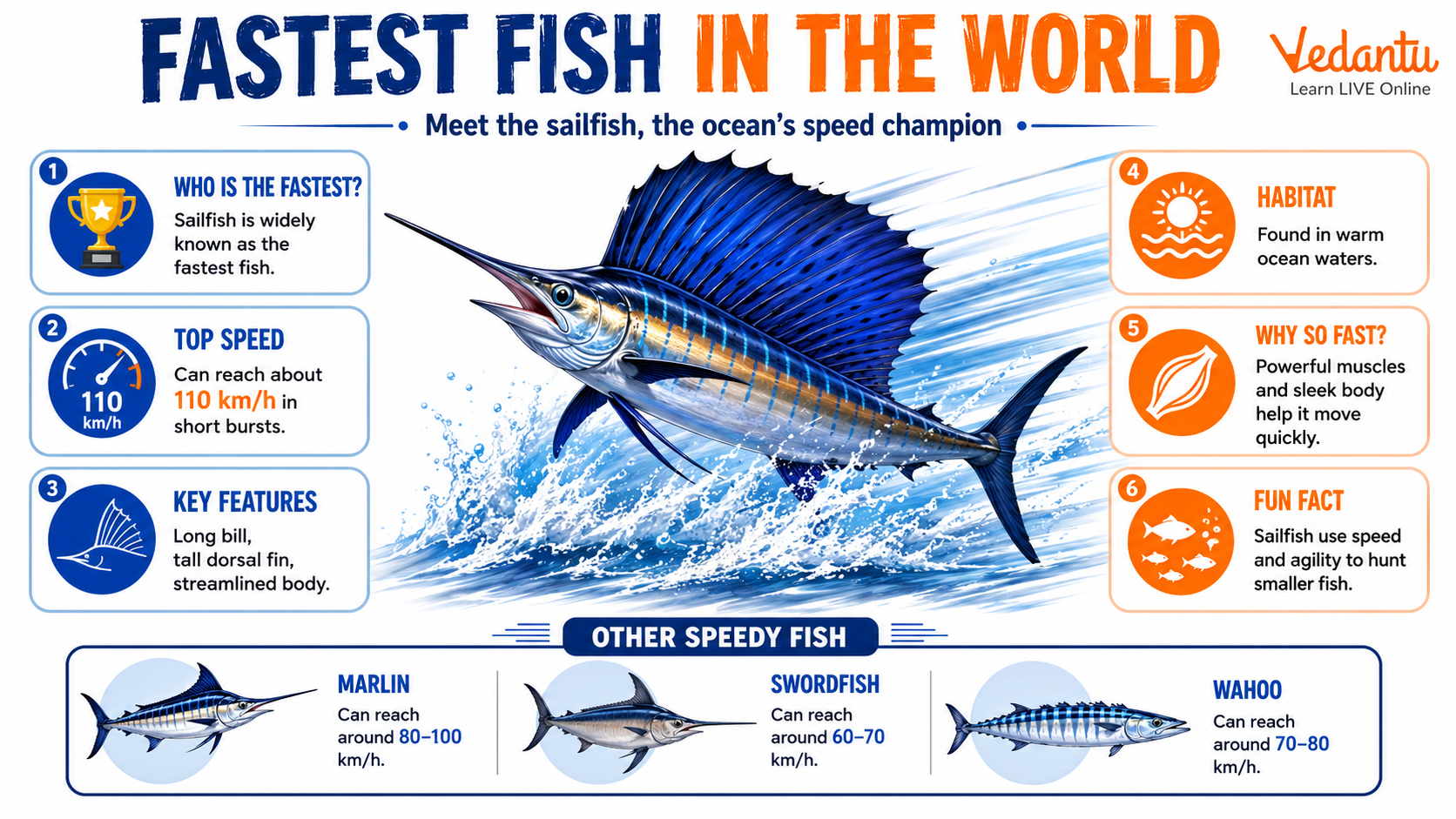 Fastest Fish in The World - Sailfish