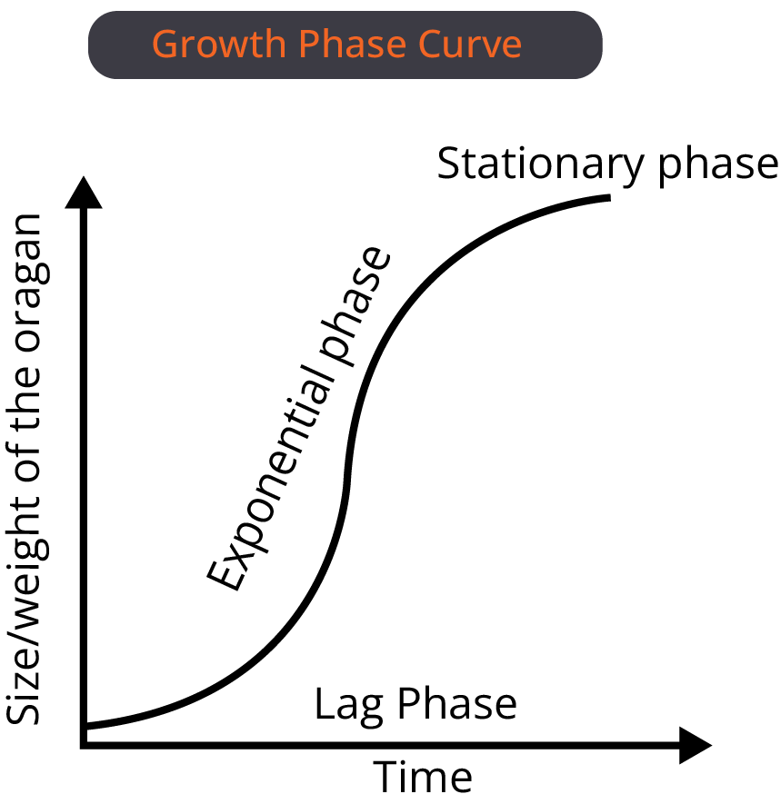 Growth Phase Curve
