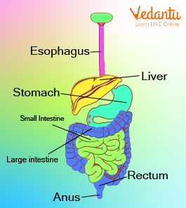 Digestive System