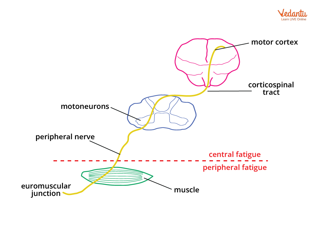 The muscle fatigue path