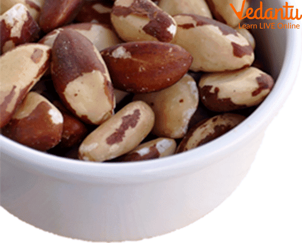 Brazil Nut