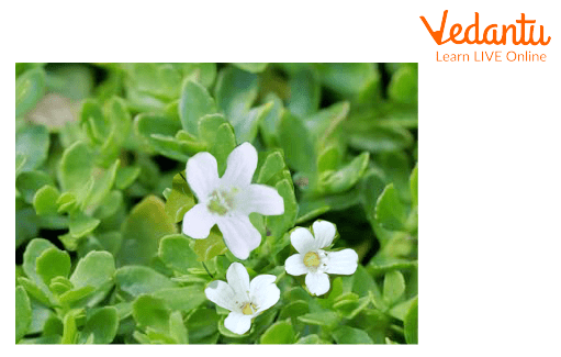 Brahmi plant