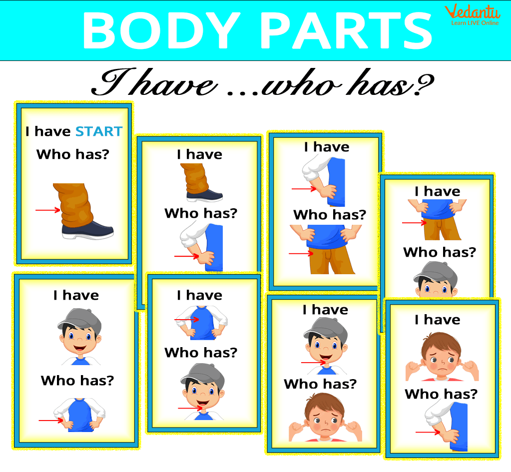 The different body parts