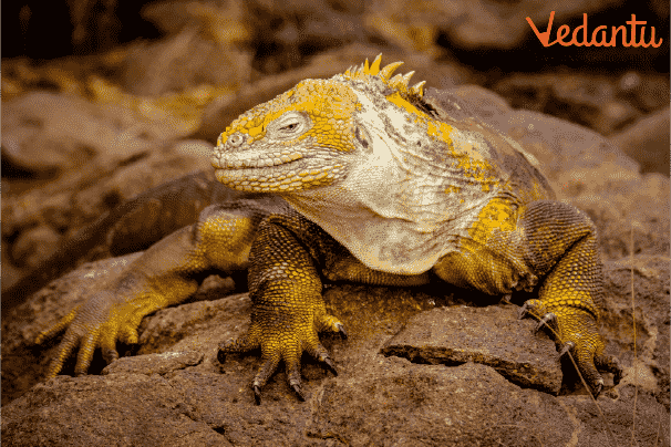 Galapagos Land Iguanas