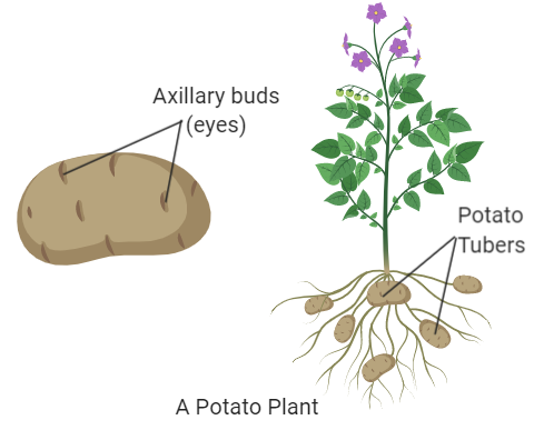 Stem Tuber