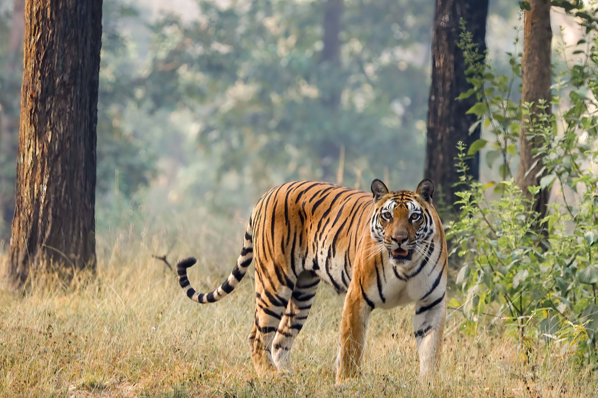 International Tiger Day: Know Everything About It