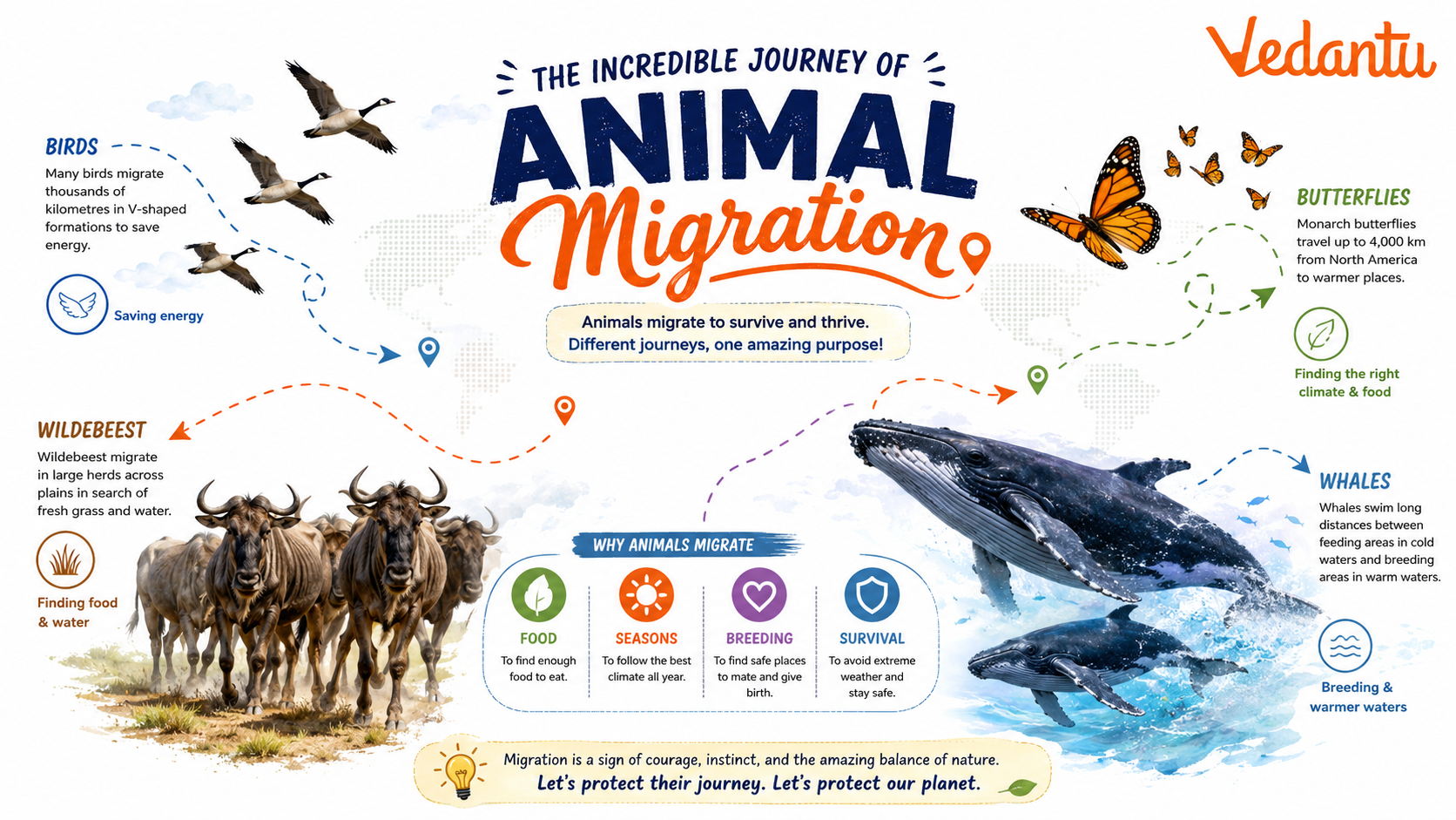 Animal Migration showing animals traveling across regions