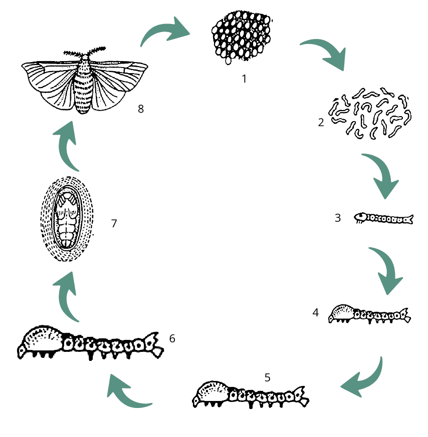 Life Cycle of Silk Moth