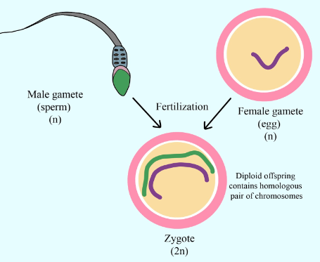 Zygote formation