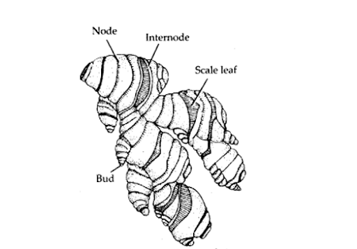 Rhizome - a continuously growing horizontal underground stem which puts out lateral shoots and adventitious roots at intervals.