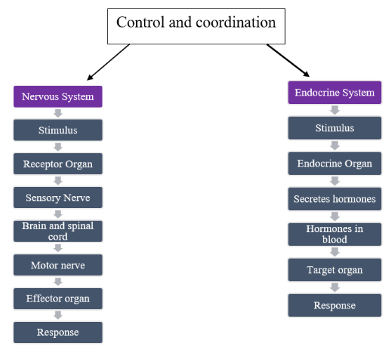 Nervous and Endocrine system maintaining Control and Coordination in Humans