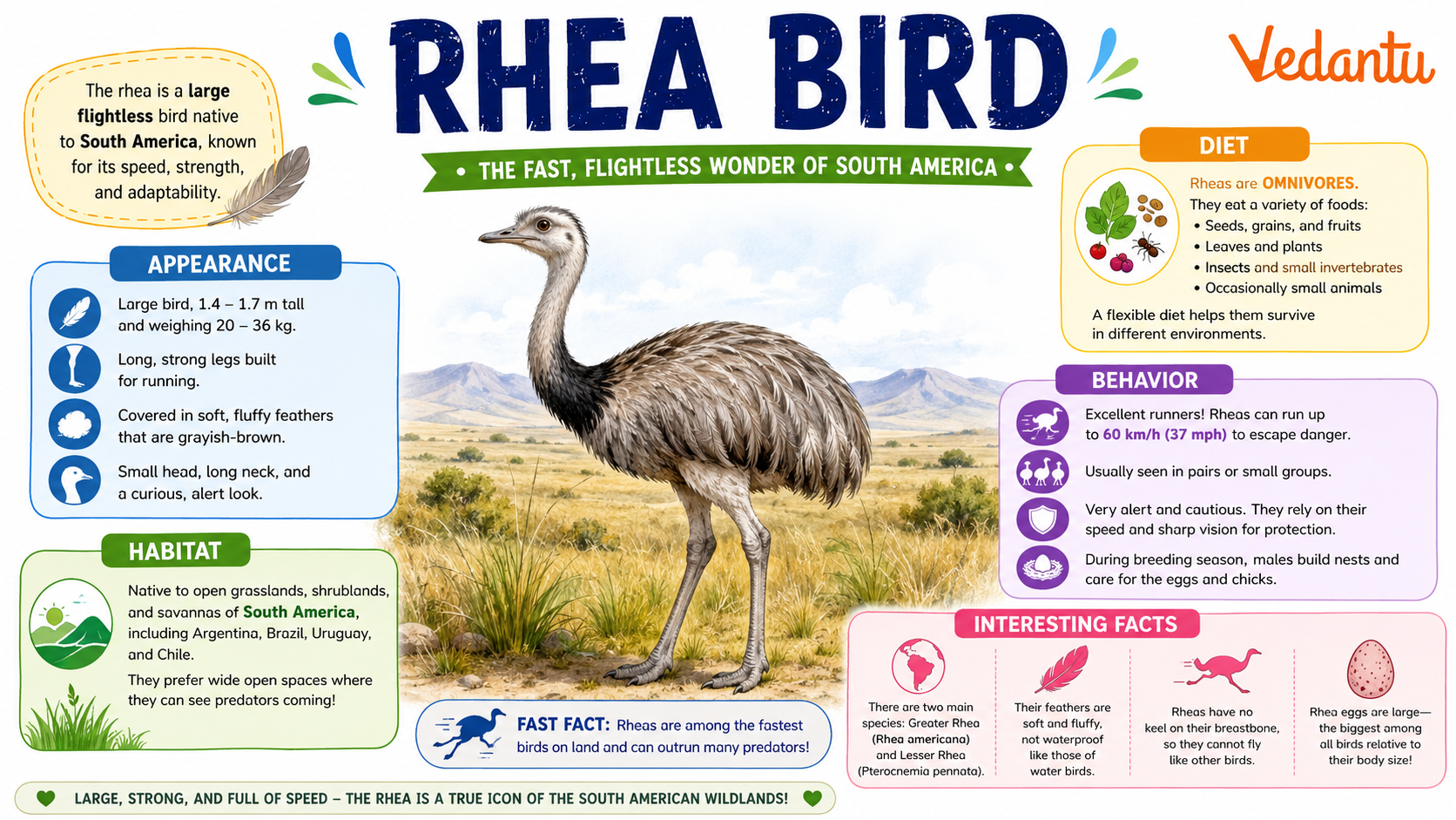 Rhea Bird