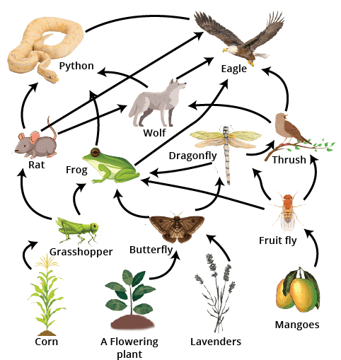 Ecosystem Class 12 Notes CBSE Biology Chapter 14 [PDF]