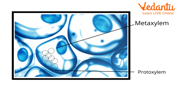 T. S. showing protoxylem and metaxylem