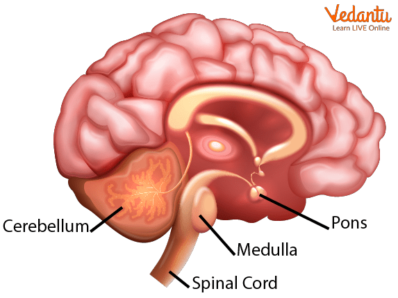 Brain Picture for Kids.