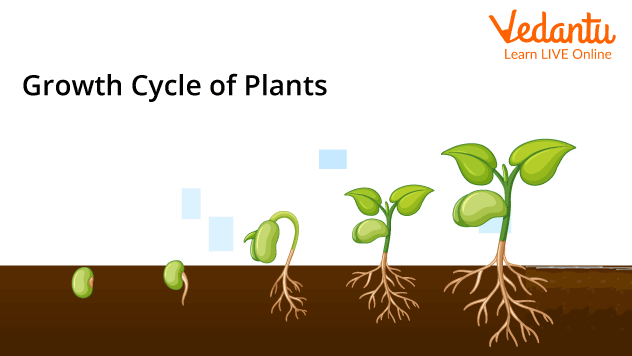 Growth cycle of a plant