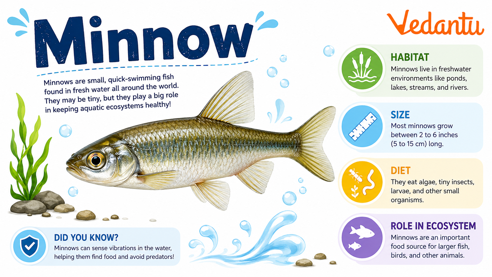 Minnow fish swimming in freshwater habitat
