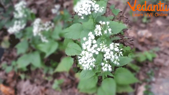 White Snakeroot