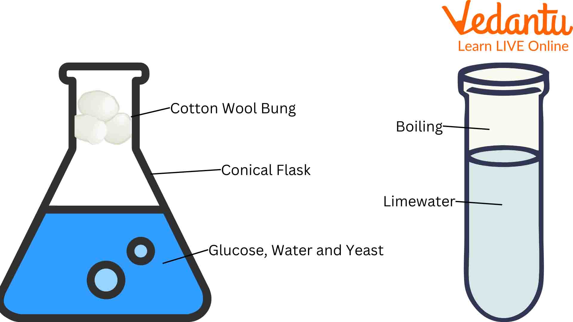 Glucose Fermentation Using Yeast