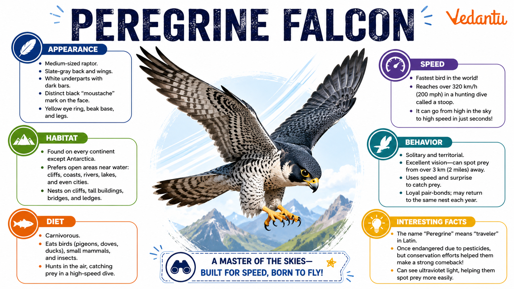 Peregrine Falcon