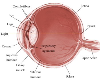 Vertical Section of the Mammalian Eye