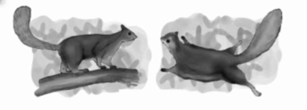 An Indian Giant Squirrel and red-coloured squirrel