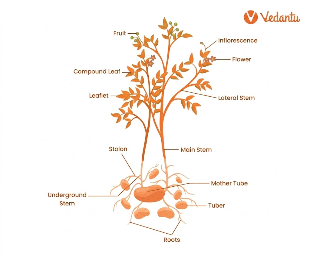 Solanaceae Family Characteristics