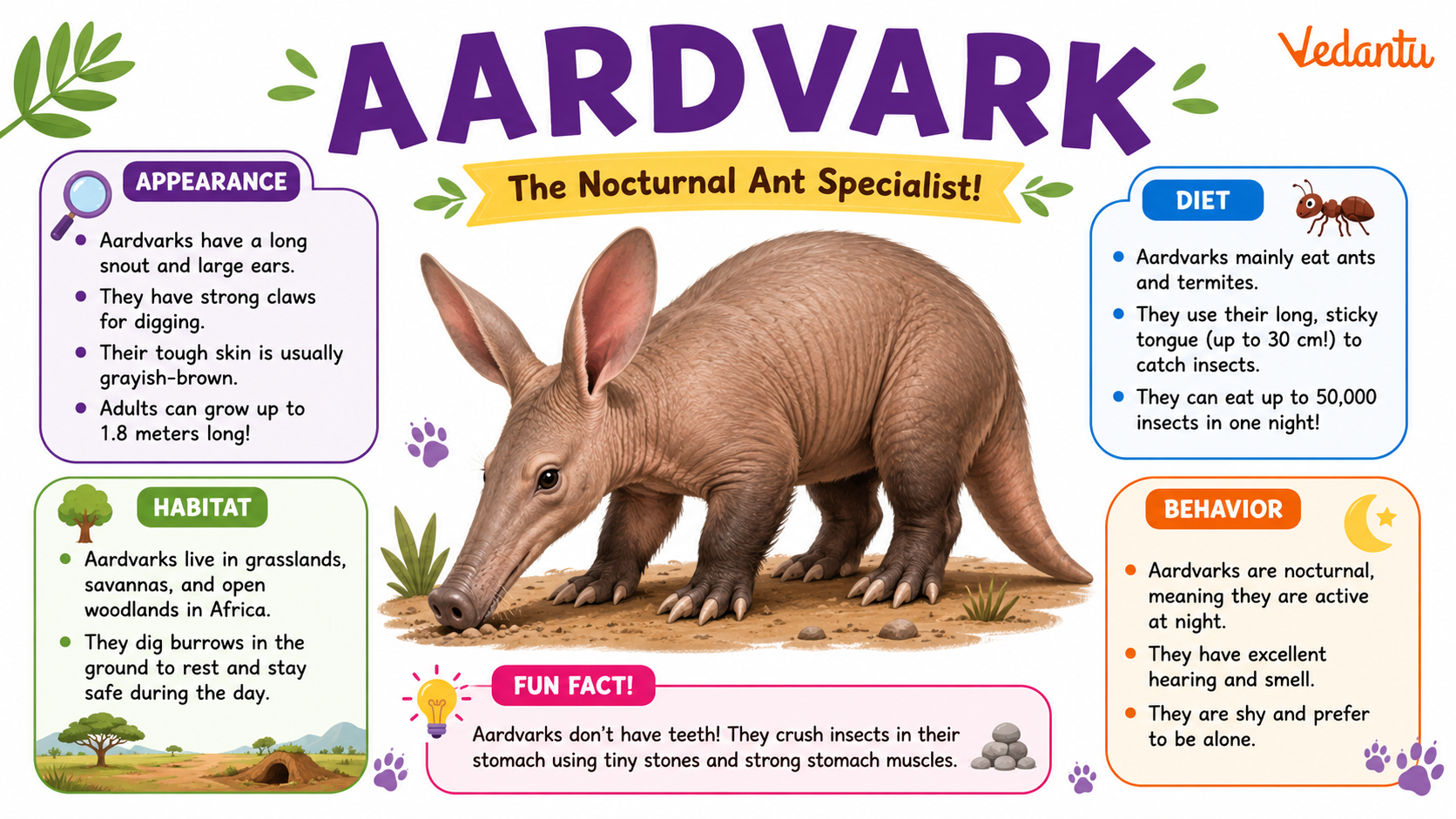 Aardvark animal with long snout and large ears