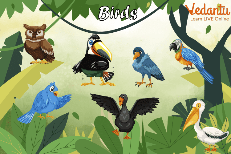 Different kinds of Birds