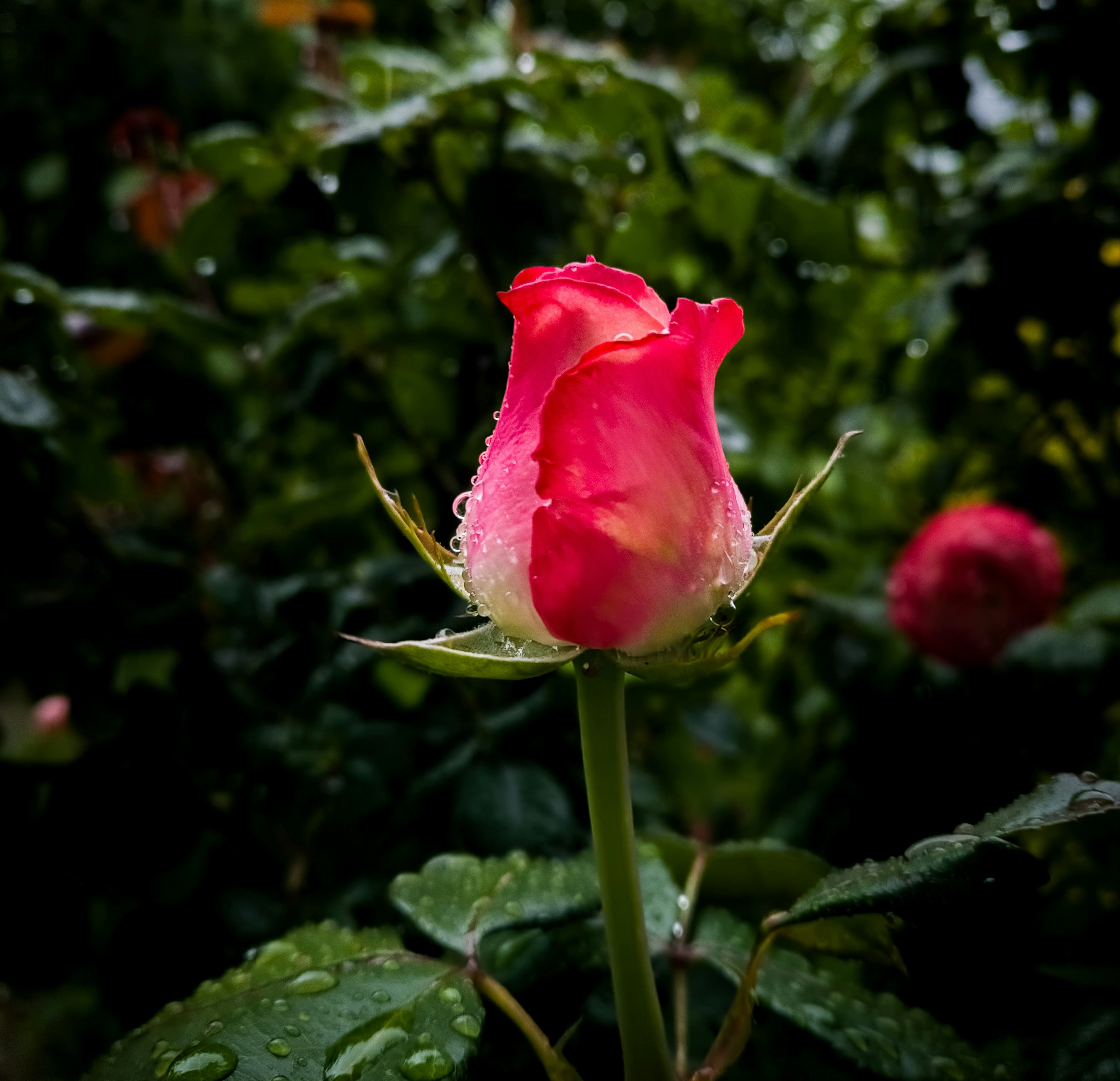 Red Rose