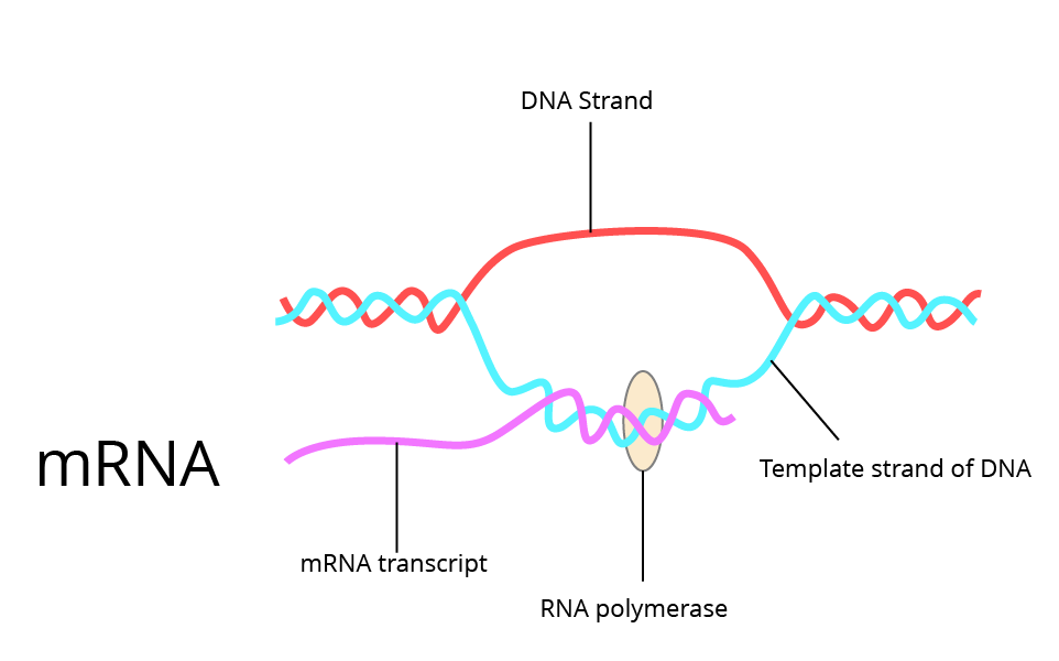 Transcription process in protein synthesis.