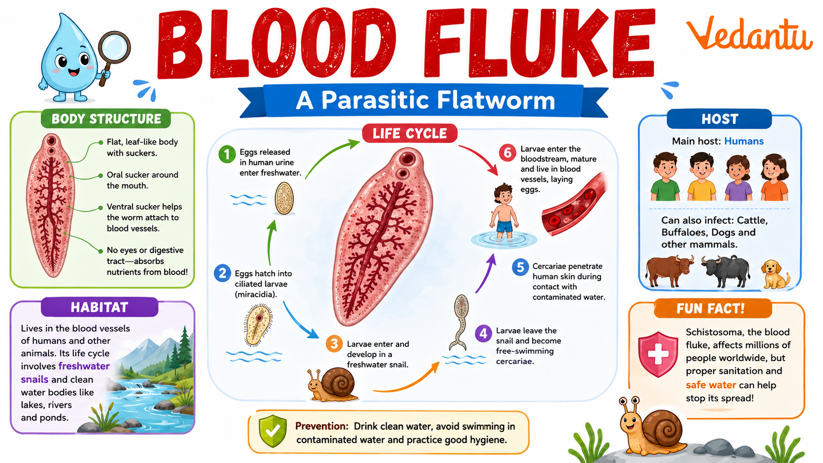 Blood Fluke parasitic flatworm illustration