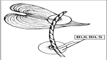 Bulbils - Letter Book