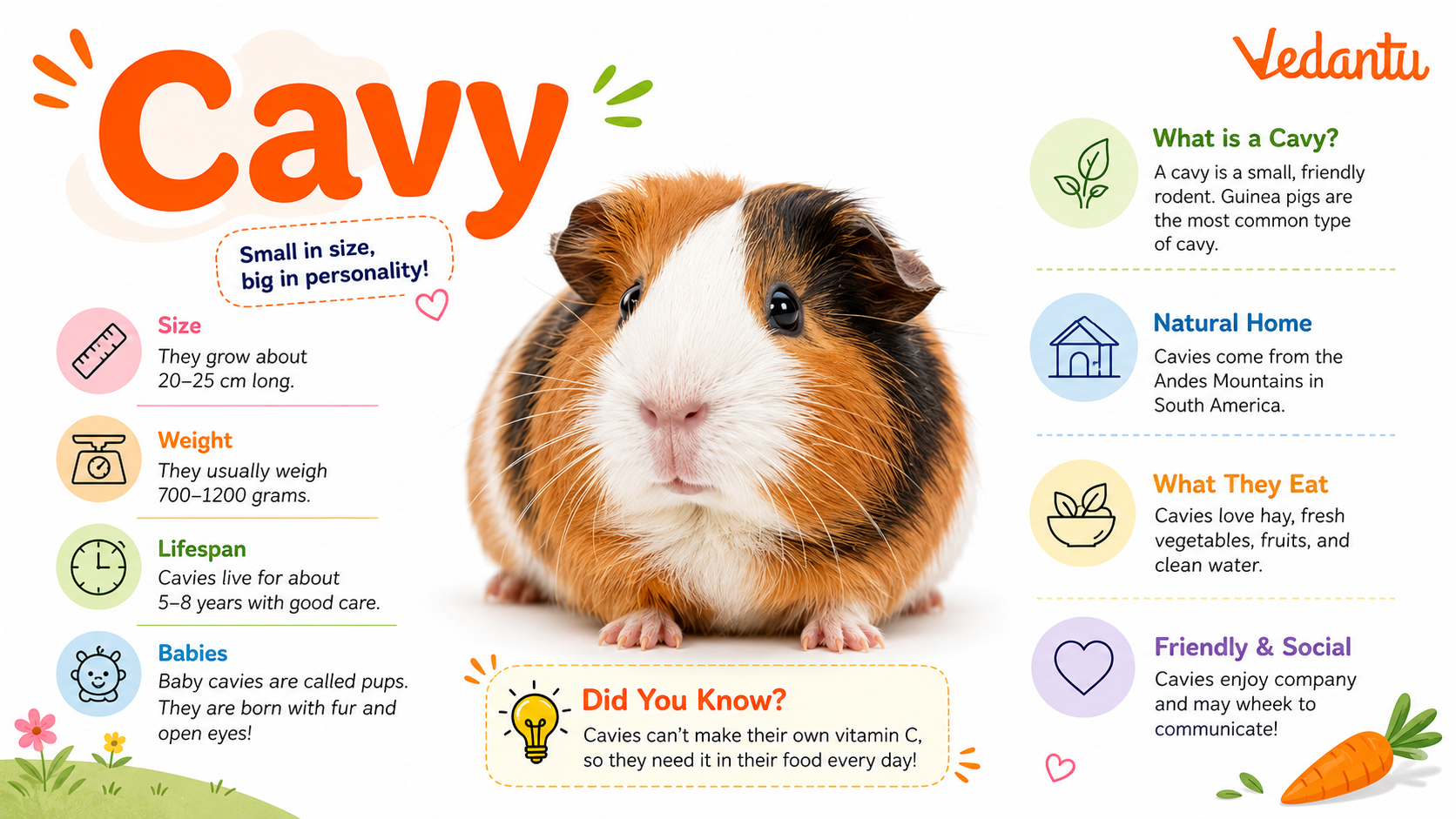 Cavy