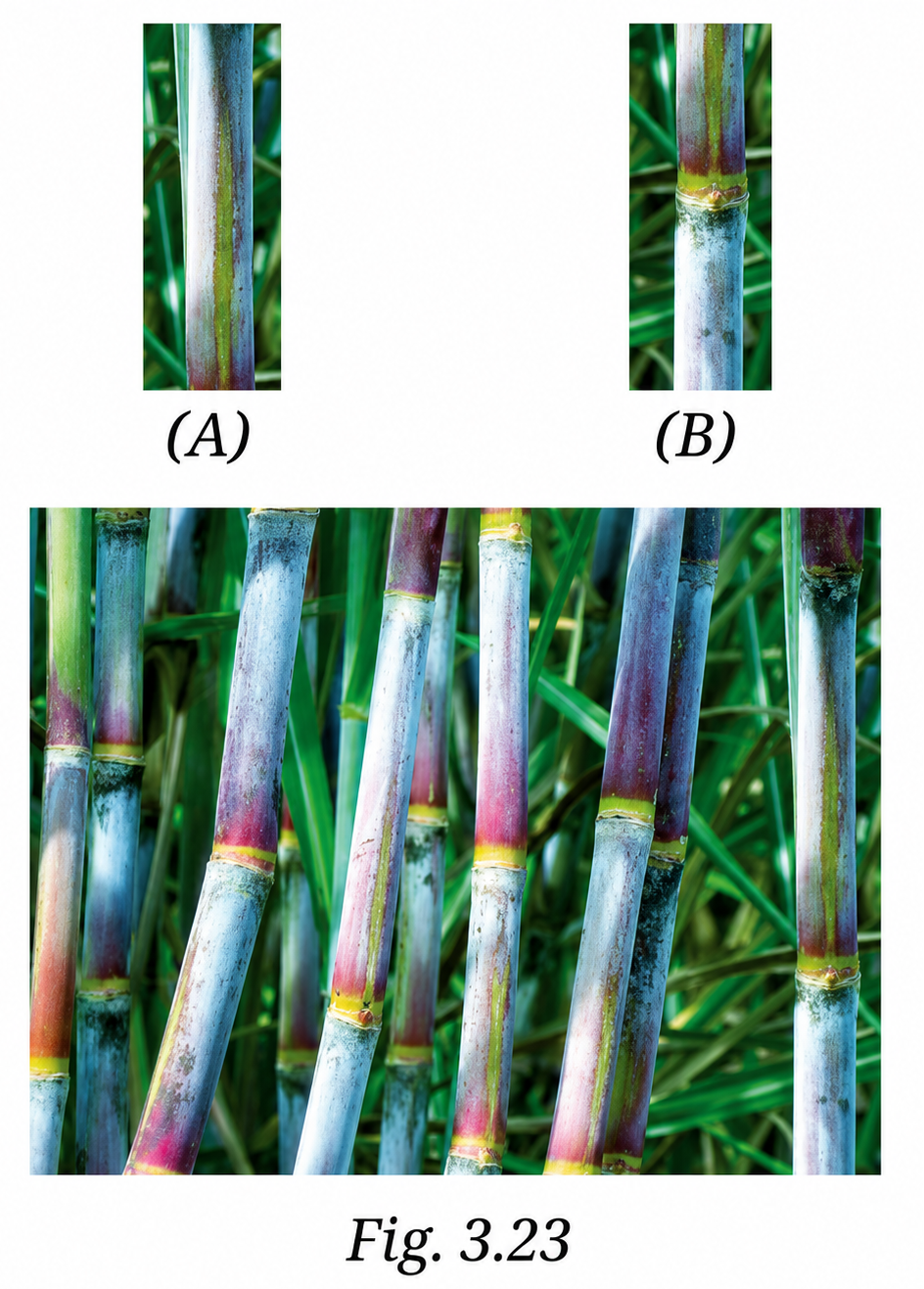 Sohan designed an experiment for the regeneration of sugarcane, where he used cuttings to grow sugarcane..png