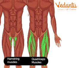 Quadriceps and Hamstring Muscles