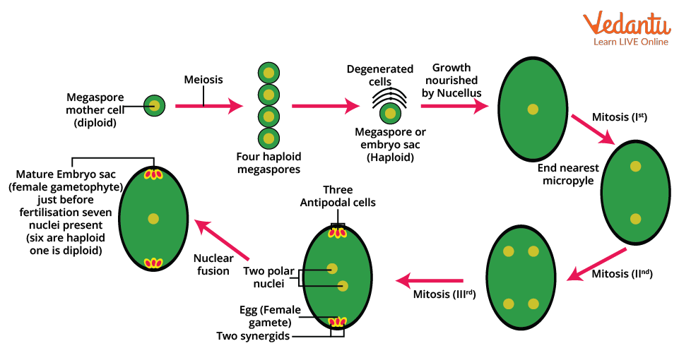 megasporogenesis diagram