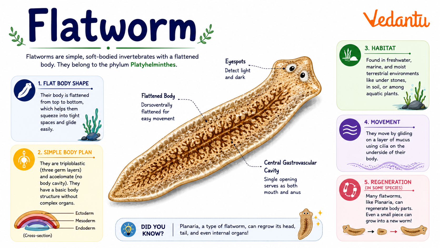 Flatworm